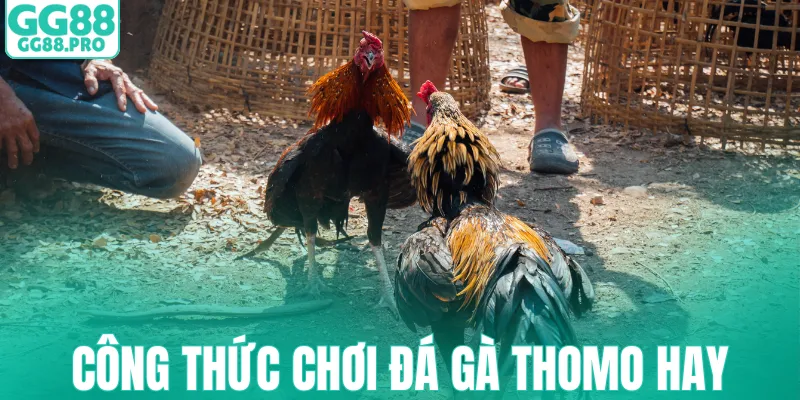 Công thức chơi đá gà Thomo hay