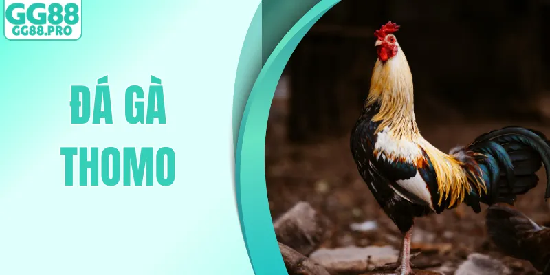 Đá Gà Thomo - Kinh Nghiệm Xem Trực Tiếp Chuẩn, Dễ Thắng