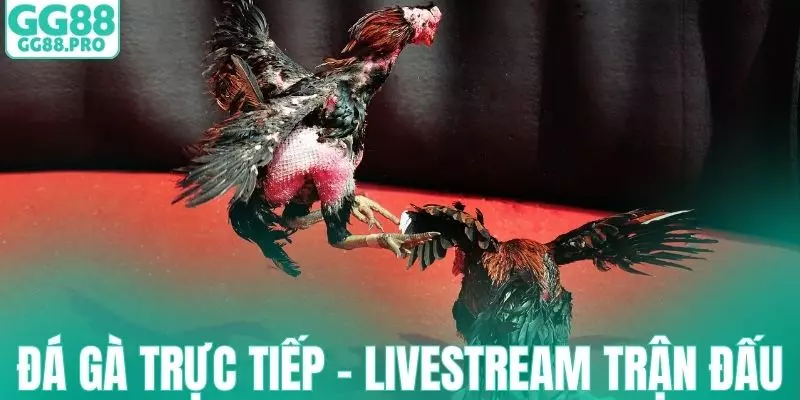Đá gà trực tiếp là hình thức livestream trận đấu