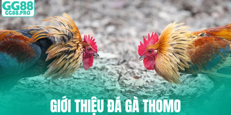 Giới thiệu đá gà Thomo